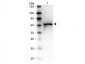 Anti-Bovine Serum Albumin BSA  Secondary Antibody